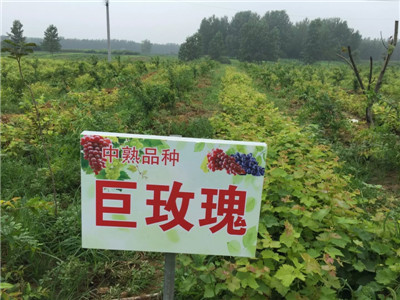 萧县老百姓家庭农场供应优质巨玫瑰葡萄苗