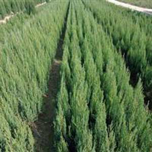 供青海园林绿化苗木和西宁针叶类苗木可以选择兴隆