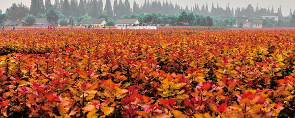 “红霞杨”园林景观设计中不仅可或缺的彩叶植物