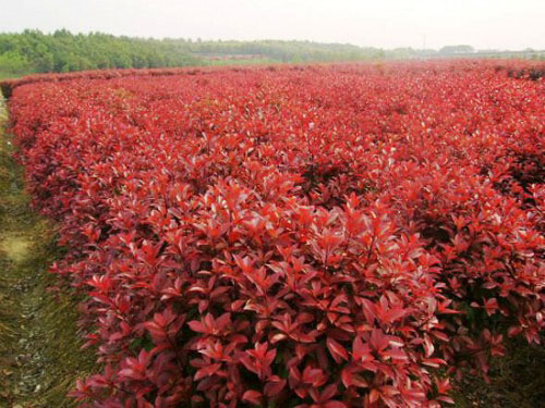 红叶李种植基地批发价格，红叶李图片