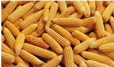 2016山东局部玉米价格上涨2016年今日玉米价格