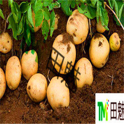 河北沧州供应迷你小土豆小洋芋小马铃薯供应商企业厂家价格产地