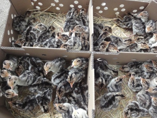 扬州大学农学院提纯进口火鸡纯种青铜火鸡苗