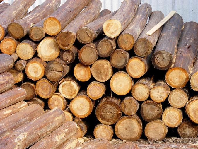 欧洲白蜡木原木进口需要资料 深圳木材进口清关公司