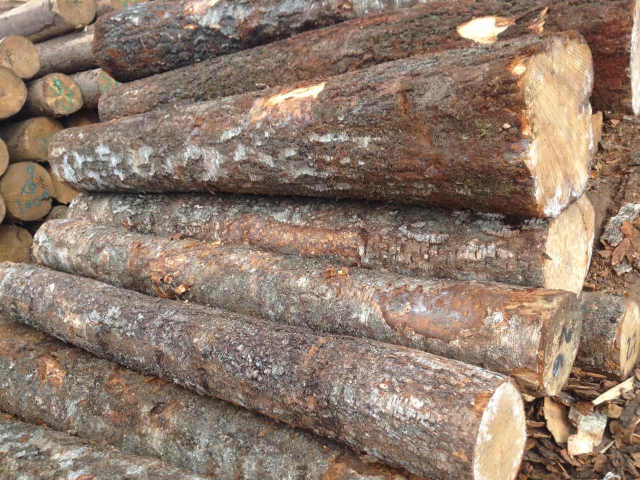 进口优质欧洲樟子松原木，无节材，锯材级均有货