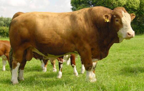 山东肉牛价格西门塔尔牛价格 西门塔尔牛养殖场