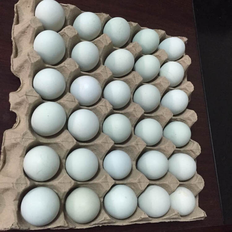 成都绿壳鸡蛋批发零售绿壳破损蛋处理批发