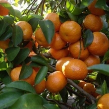 柑桔珍稀名贵品种 加州甜桔苗 橘子树苗 果树果