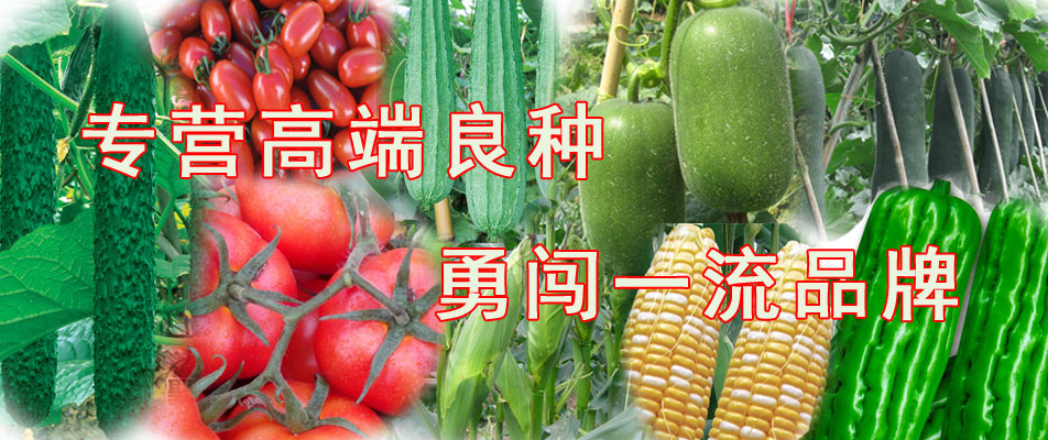 鲜苞重1.3市斤大苞**甜水果玉米蔬菜种子-450克/包