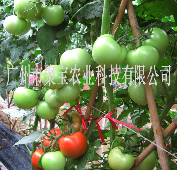 亩产2万市斤以上的高档耐热成员石头番茄种子-5克/包-1500粒