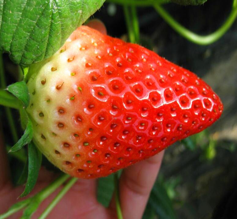 红颜草莓苗供应 直销红颜草莓苗规格齐全 价格合理草莓苗
