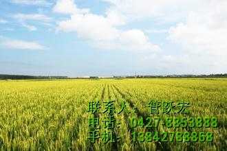东北优质大米销售-金色禾田米业-东北优质大米