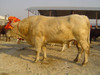 夏洛莱牛养殖场供应活牛肉牛 批发肉牛犊 肉牛养殖技术 肉牛品种