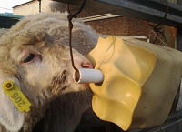 海南牛羊舔块机A能有效的改善牛羊等大牲畜的健康