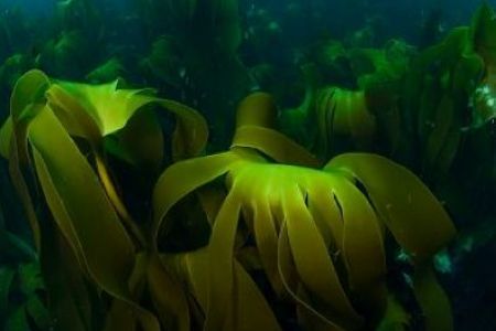 专业提取物 优质海藻提取物 兰州沃特莱斯