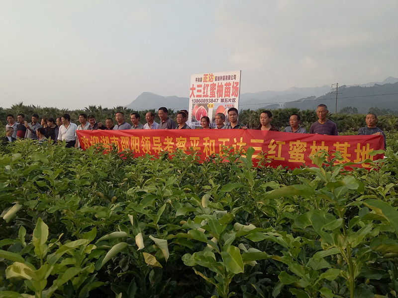 平和正宗三红蜜柚苗|原产地蜜柚苗木，正达三红蜜柚苗|三红柚子苗|红心蜜柚苗