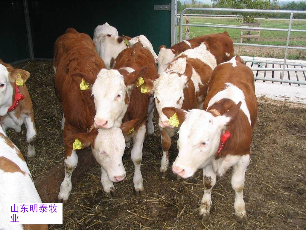 山东养牛场肉牛崽价格 肉牛多少一斤 肉牛养殖利润分析 肉牛养殖技术 肉牛犊较新价格