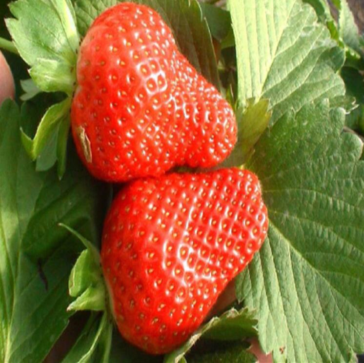 博远园艺场常年供应 优质甜宝草莓苗 个大味甜高品质