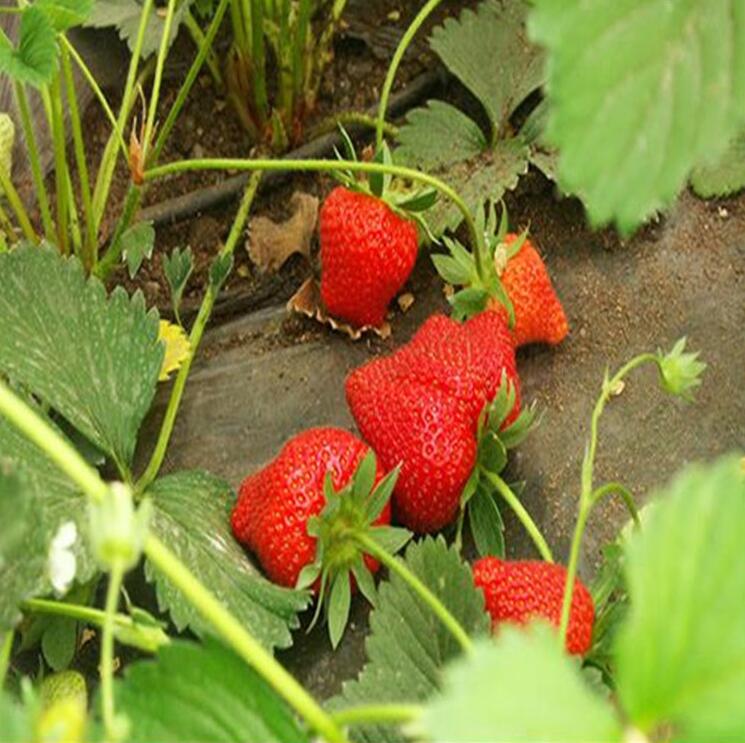 山东泰安常年出售 当年结果法兰地草莓苗 高品质草莓苗
