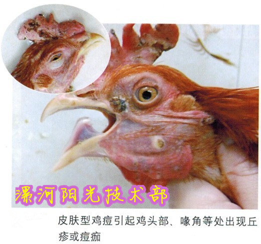 鸡呼吸困难、流鼻涕、眼泪、脸部肿胀、脸有结痂是什么病