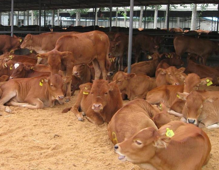 西门塔尔牛的养殖场