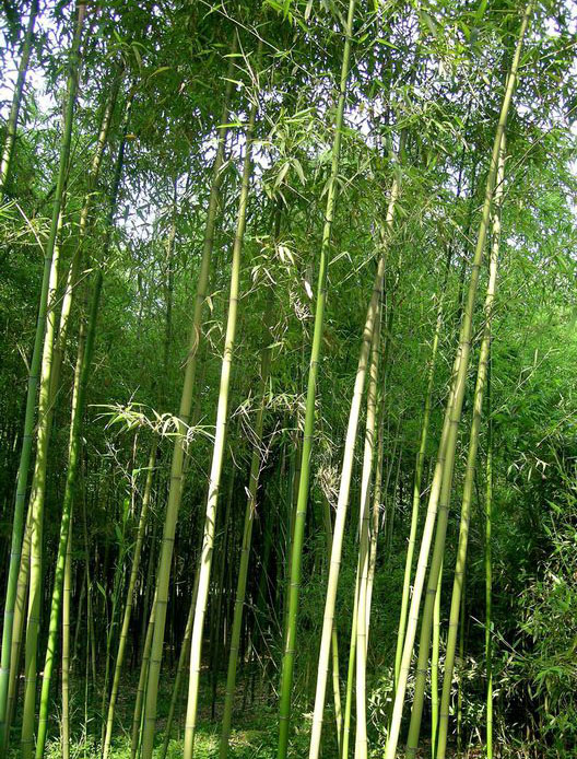 安徽雷竹销售-芜湖裕丰生态农业-安徽雷竹种植基地
