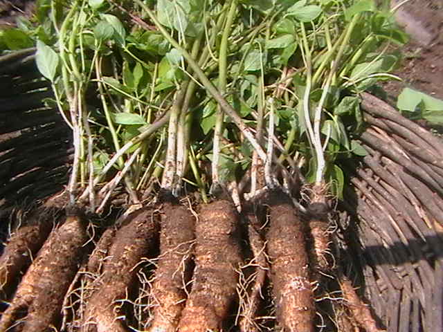 供蒲公英芽菜生产技术及种子
