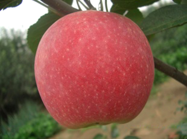 M9T337矮化苹果苗结果树的修剪