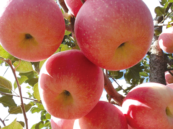 矮化红富士苹果苗嫁接繁殖可实现集约化经营