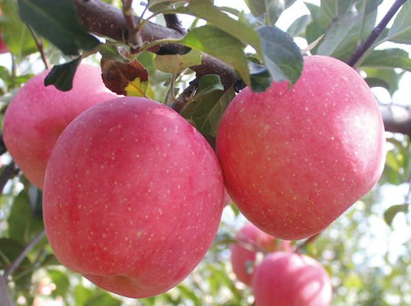 优良矮化红富士苹果苗怎么选培