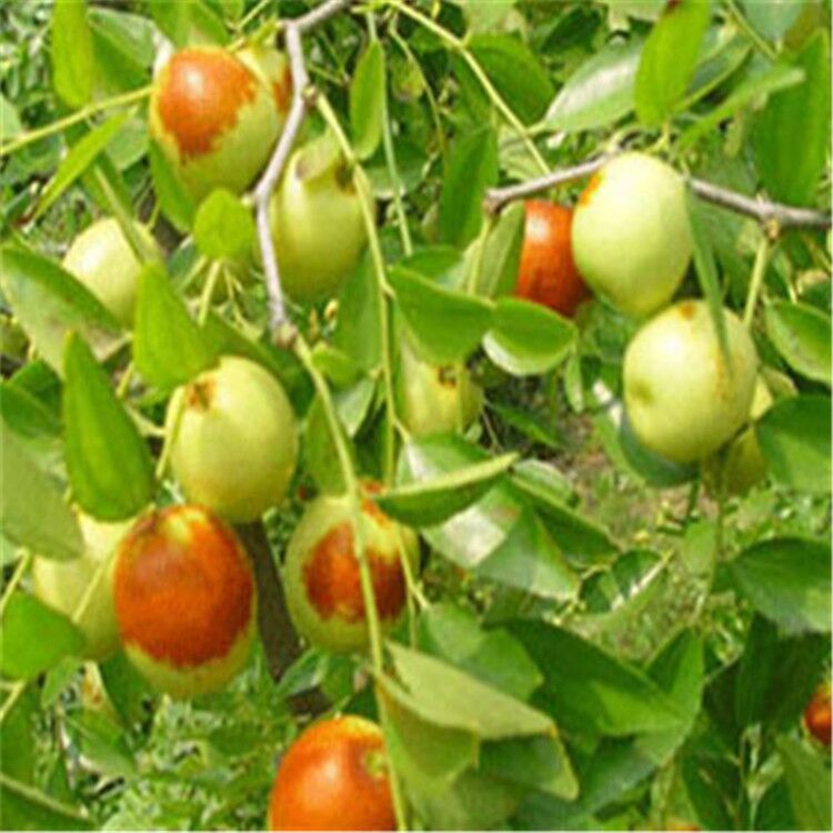 供应各种规格优质枣树苗 高成活率枣树苗 果大甜