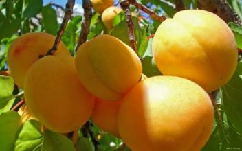 杏树10公分以上杏树价格=分枝点50cm-80cm，冠幅300cm,高度350cm