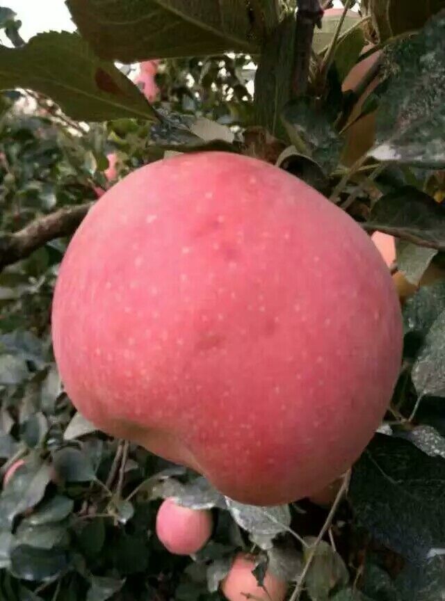 山东红富士苹果低价出售红富士苹果批发价格