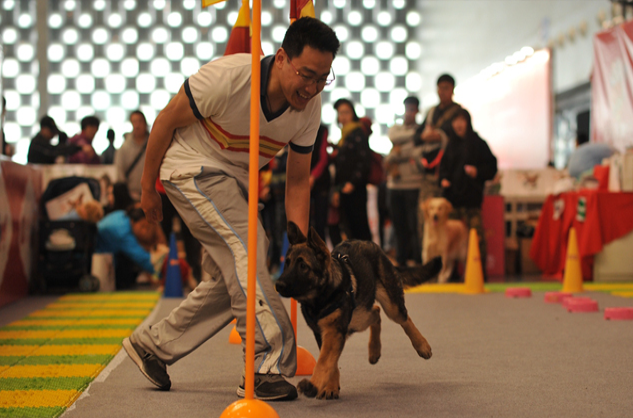 2017年上海国际犬博会/上海宠物展