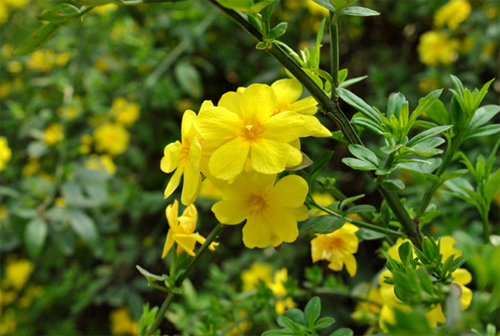 迎春花价格，迎春花价格更新，迎春花报价参考，迎春花价格行情，迎春花价格介绍，迎春花价格详情