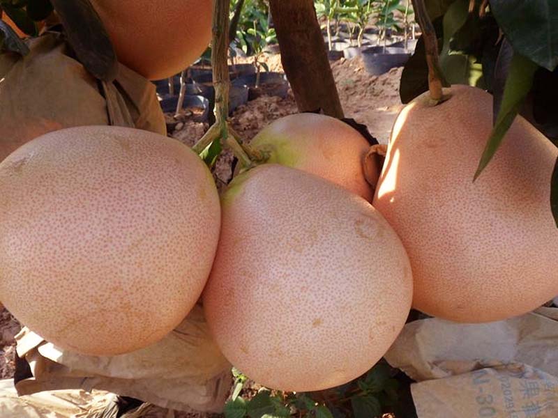 柚子苗品种，三红柚子苗价格，四川柚子苗基地