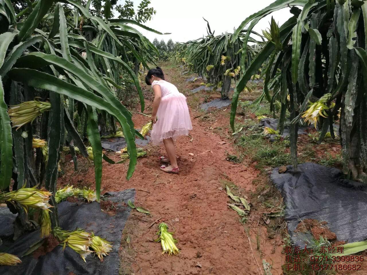 罗汉果干燥机/南宁罗汉果烘干机/平乐家用罗汉果烘干机