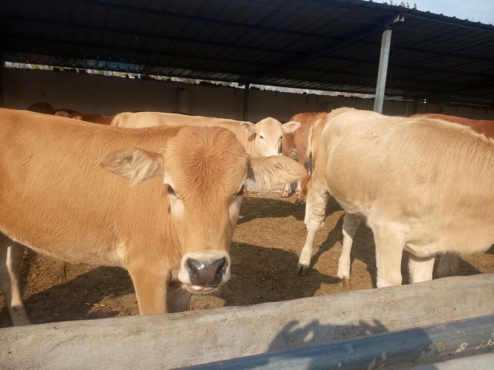 柳州肉牛犊育肥价格 肉牛犊价格