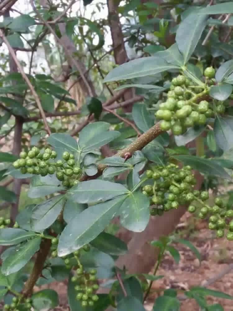 红油香椿基地 直销红油香椿树苗 大棚香椿小苗 规格齐全