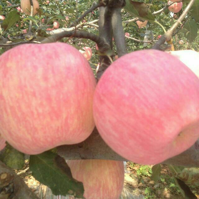 陕西洛川红富士苹果价格洛川红富士苹果基地