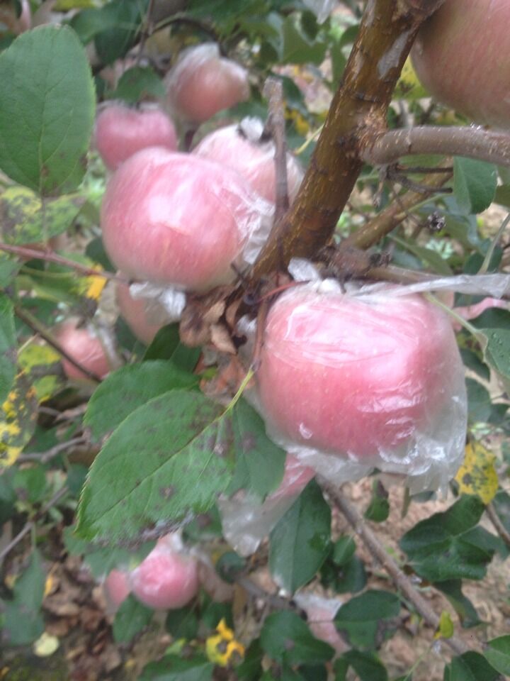 陕西红富士苹果较新报价 膜袋70以上0.75元一斤