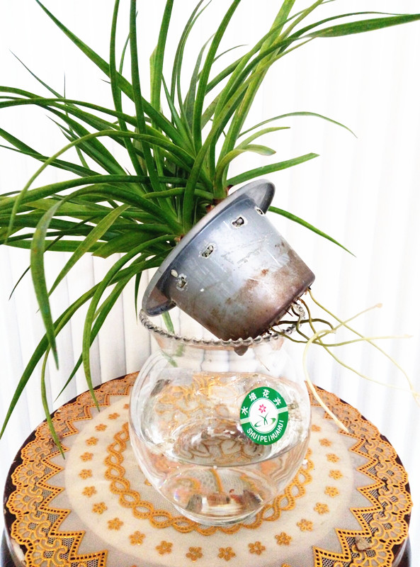 振升水培花卉,龙文兰 盆栽花卉植物批发,基地直销 花卉批发