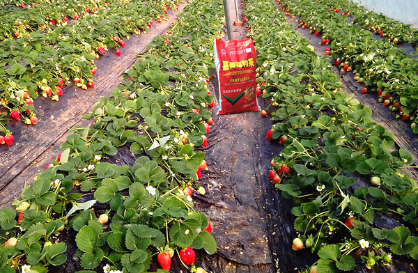 草莓高产用什么肥料