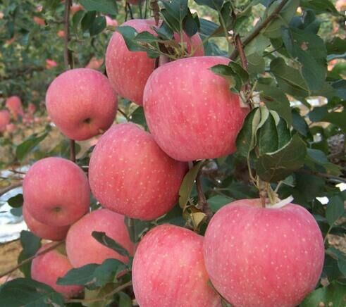 陕西大荔红富士苹果价格种植粉红女士苹果价格