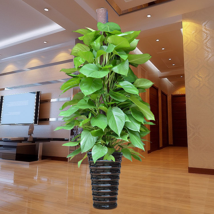 武汉办公室大小型植物盆栽租摆租赁基地同城送货