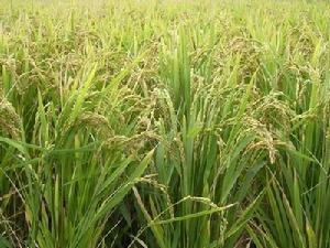 97水稻 水稻种植 专业水稻合作社