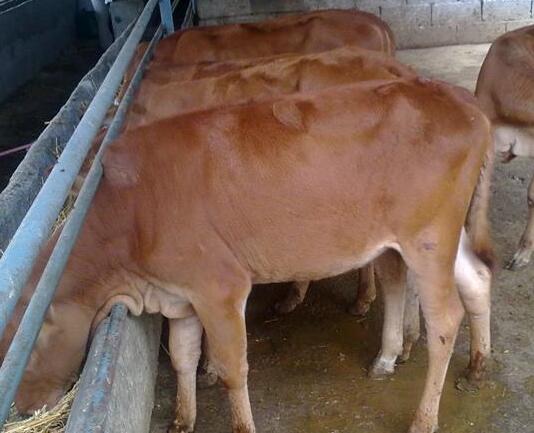 专业养牛合作社 绥芬河托管牛养殖低投入 高回报