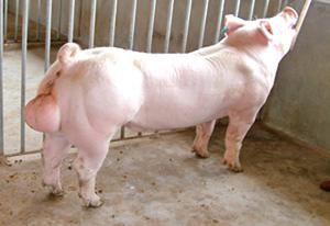 供应提供农牧产品生猪种猪