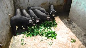 供应农牧产品黑猪