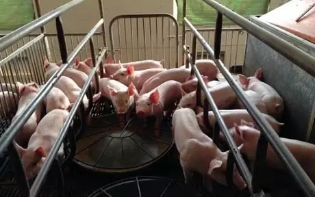 仔猪养殖基地销售仔猪价格行情